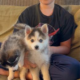 Black-Toy - Wolf sable male Pomsky puppy in Spring City, Pennsylvania from Pomsky Power Puppies