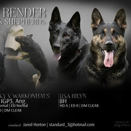 Girl 1 - Black and tan female German Shepherd puppy in Herkimer, New York from Render Kennels