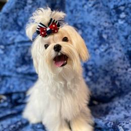 Cowboy - Maltese