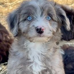 Pixel - Blue merle male Aussiedoodle puppy in Vacaville, California from Starlight Goldendoodles