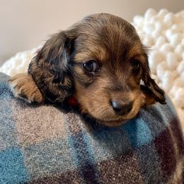 Sage💞 - Cream Dachshund puppy in Stoutland, Missouri from Farmhouse Dachshunds