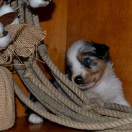 Sissy - Blue merle female Australian Shepherd puppy in Marshall, Texas from Flying S Aussies