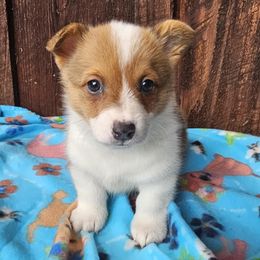 Woody - Red male Pembroke Welsh Corgi puppy in Castle Rock, Washington from Heckman Corgis