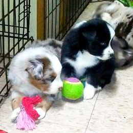 Australian Shepherd Puppies from Timber Creek Aussies