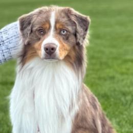 Sully - Miniature American Shepherd