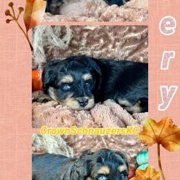 Avery - Black female Miniature Schnauzer puppy in Independence, Missouri from Crown Schnauzers KC