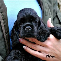 Cocker Spaniel Puppies from Belive in Dreams Cockers