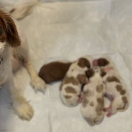 Cavalier King Charles Spaniel Puppies from Chara Cavaliers