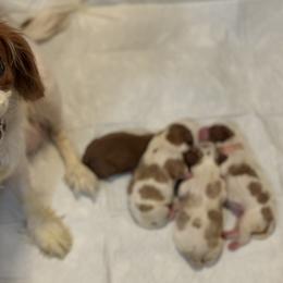 Cavalier King Charles Spaniel Puppies from Chara Cavaliers