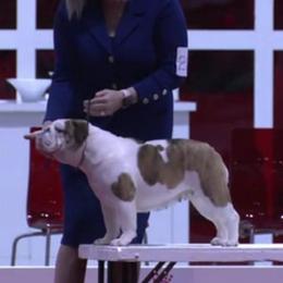 Bulldog puppies from Empire Bulldogs & French Bulldogs