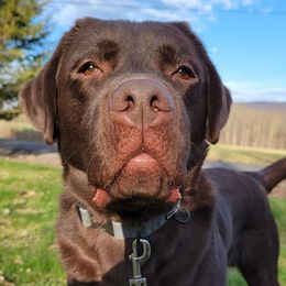 Brooks - Labrador Retriever