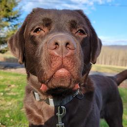 Brooks - Labrador Retriever