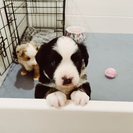 Miniature Australian Shepherd and Toy Australian Shepherd Puppies from Mesquite Tree Aussies