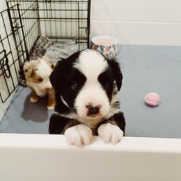 Miniature Australian Shepherd and Toy Australian Shepherd Puppies from Mesquite Tree Aussies