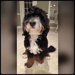 Maverick - Bernedoodle