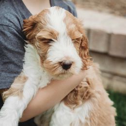 Goldendoodle Puppies from McDoodle Clam
