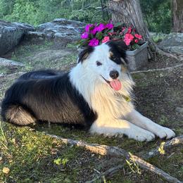 Rowdy - Australian Shepherd