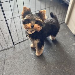 Orange Collar Male - Black and gold male Yorkshire Terrier puppy in Concord, California from Real Yorkies of NorCal