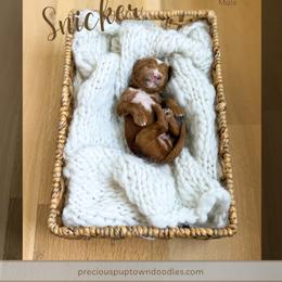 Snicker - Red  male Goldendoodle puppy in Bell Buckle, Tennessee from Precious Puptown Doodles