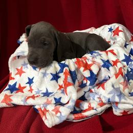 Great Dane Puppies from DeBruce Danes