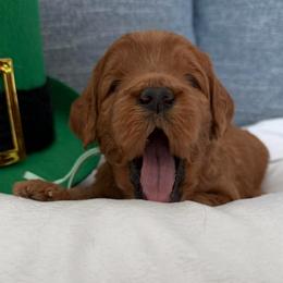 Girl 1 Green Collar - Red  female Goldendoodle puppy in Toledo, Ohio from Avery Doodle Day LLC