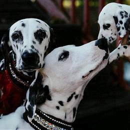 Dalmatian and Poodle Puppies from Ruffles, Ridges, & Spots!