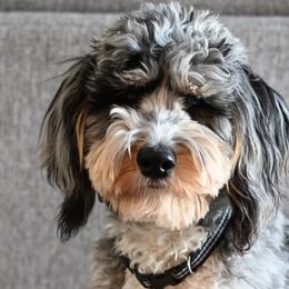 Diesel - Bernedoodle