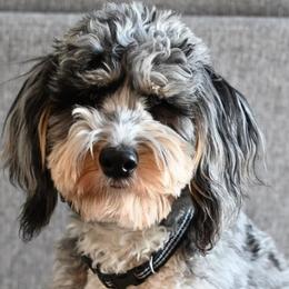 Diesel - Bernedoodle