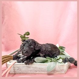 Rose - Black Goldendoodle puppy in Lake City, Florida from 224 Doodles and Poodles