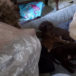 Poodle Puppies from Polly Wally Doodles and Poodles