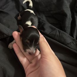 Dachshund Puppies from S&C Doxies