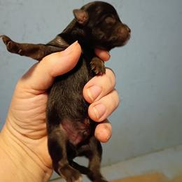 Boy 2 - Black male Pomeranian puppy in Parthenon, Arkansas from Michelle's Poms