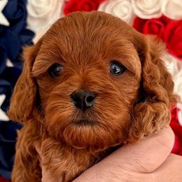 Janet - Red female Cavapoo puppy in Cedar City, Utah from Cedar Sprout Puppies