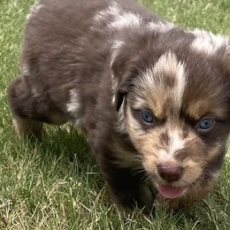 Boy 3 - Red merle Australian Shepherd puppy in Blum, Texas from 4P Poteet Farms