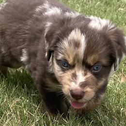 Boy 3 - Red merle Australian Shepherd puppy in Blum, Texas from 4P Poteet Farms