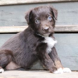 Acacia - Red tri-color female Australian Shepherd puppy in Macon, Georgia from Shaina’s Shepherds