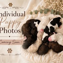 Rhiannon - Parti female Poodle puppy in Lecanto, Florida from Lecanto Puppy