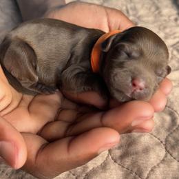 Orange Collar Girl - Chocolate female Australian Labradoodle puppy in Hagerstown, Maryland from Westfields Labradoodles
