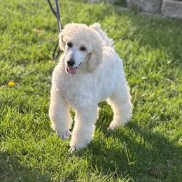 Peanut - White male Poodle puppy in Roseville, California from Aura & Luxe Poodles