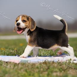 AKC 'Jake' - Black tan and white male Beagle puppy in Lamar, Missouri from Marti Acres ~ Boston Terrier & Beagles