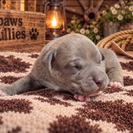 Bane - Blue brindle male American Bully puppy in El Paso, Texas from PaPaws Gotta Love It Kennels