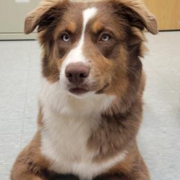 Akira - Australian Shepherd