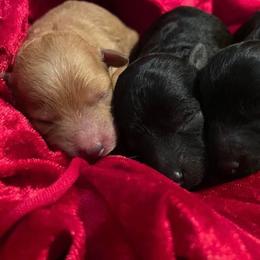 Maltese, Maltipoo, and Poodle Puppies from Healing Pawz LLC