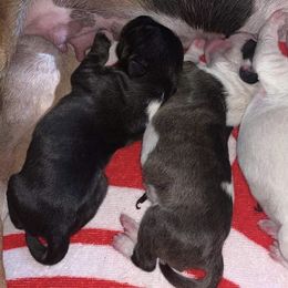Miniature Bull Terrier Puppies from Annwn Mini Bulls
