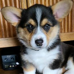 Pembroke Welsh Corgi Puppies from Mendoza Welsh Corgi’s