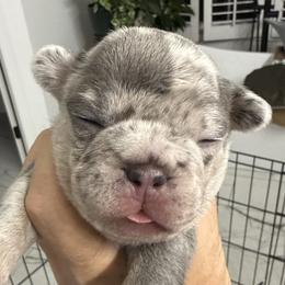 Francisca - Tricolors female French Bulldog puppy in York, South Carolina from Furevermore Boxers and Furevermore Frenchies