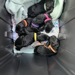 Blewit - Blue and black male Kerry Blue Terrier puppy in Sykesville, Maryland from Black Sails
