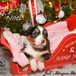 Miniature Australian Shepherd Puppies from JnT's Bluegrass Mini Aussies