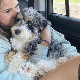 Aussiedoodles, Bernedoodles, and Goldendoodles from Elle and Oak Farms