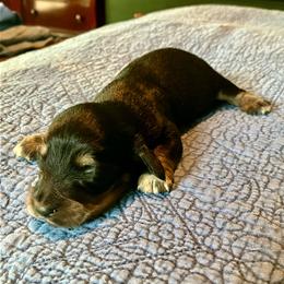 Tramp - Black and tan male Dachshund puppy in Brave, Pennsylvania from Maple Moon Mini Dachshunds